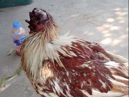 headless chicken