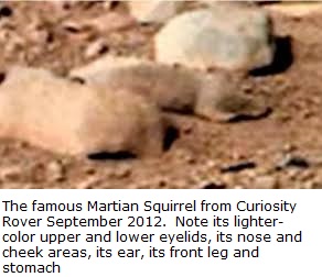 Martian Squirrel