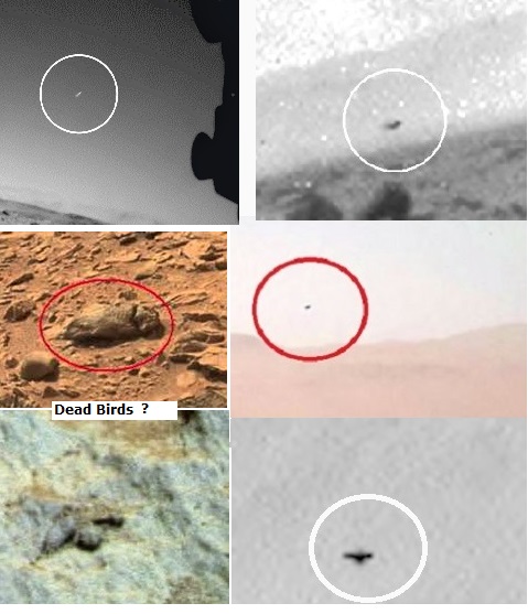 Birds photographed on Mars. Anomalies in NASA photographs.