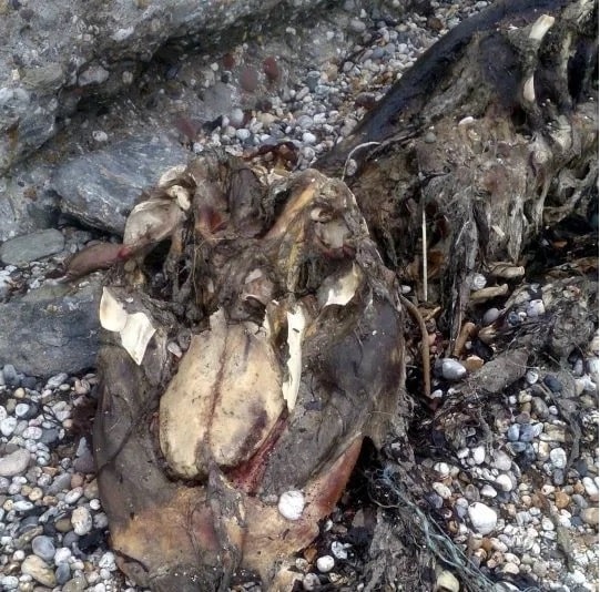 Carcass of Sea Monster on British Beah