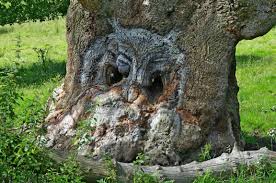 Owl on a tree or not
